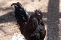 Close up of a black rooster, chicken breed. Hyperpigmentation in farm animals