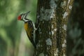 A close-up of a Black-rumped flameback (Dinopium benghalense) on a tree Royalty Free Stock Photo