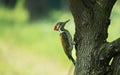 A close-up of a Black-rumped flameback (Dinopium benghalense) on a tree Royalty Free Stock Photo