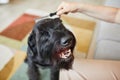 Owner combing her dog with brush