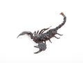 Close up of black scorpion Royalty Free Stock Photo