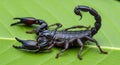 Close Up of a Black Scorpion with Raised Tail on a Green Leaf Royalty Free Stock Photo