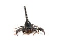 Close up of black scorpion in white background. Royalty Free Stock Photo
