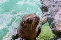 Close-up of black seal swimming in a pool Royalty Free Stock Photo