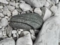 Close up of black sectioned rock