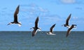 Close up of black skimmers flying Royalty Free Stock Photo