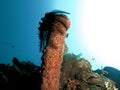 Close up of black soft coral growing on sponge coral