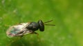 Close-up black soldier fly