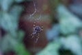 Close up of a black Spider weaving a web in front of a green background