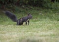 Close up Black squirrel, Sciurus vulgaris stands in grass field looking around with tail up, selective focus, copy space Royalty Free Stock Photo