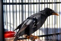 close up of black starling in a cage