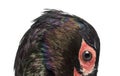 Close up of Black stork, Ciconia nigra, isolated