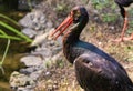 Close up Black Stork -Ciconia Nigra, with red long beak.