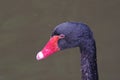 Close-up of black swan head Royalty Free Stock Photo
