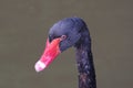 Close-up of black swan head Royalty Free Stock Photo