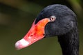 Close-up of black swan head Royalty Free Stock Photo