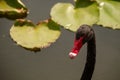 Black swan head looking at you Royalty Free Stock Photo