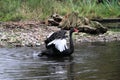 A close up of a Black Swan