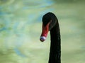 Close up with a black swan`s head and neck on blurred background Royalty Free Stock Photo