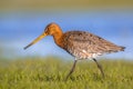 Close up of Black tailed Godwit wading through wetland Royalty Free Stock Photo