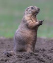 Close up of a Black-tailed prairie dog