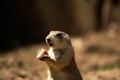 Close up of Black-tailed Prairie dog eating carrot Royalty Free Stock Photo