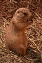 Close Up of a Black Tailed Prairie Dog