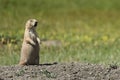 Close up of Black-tailed Prairie Dog squealing from Grasslands National Park Royalty Free Stock Photo