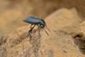 Tenebrionidae beetle Royalty Free Stock Photo