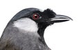 close-up of a Black-throated Laughingthrush - Garrulax chinensis - isolated on white