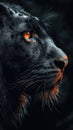 A close up of a black tiger's face, animalistic wallpaper background