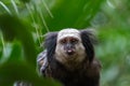 Monkey with tongue sticking out. Close up of a Black-tufted marmoset, Atlantic Forest, Brazil Royalty Free Stock Photo