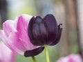 Close-up of a black tulip bud against a blurry light pink flower, spring flowers in the garden Royalty Free Stock Photo