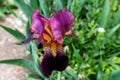 A close up of a black velvet bearded iris using a shallow depth of field. purple iris flower on green background in the garden Royalty Free Stock Photo