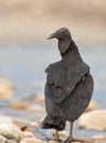Close-up of the Black Vulture Royalty Free Stock Photo