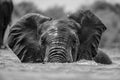 A close up black and white action portrait of a submerged swimming elephant