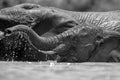 A close up black and white action portrait of a submerged swimming elephant