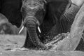 A close up black and white action portrait of a submerged swimming elephant