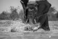 A close up black and white action portrait of a submerged swimming elephant Royalty Free Stock Photo