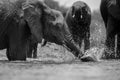 A close up black and white action portrait of a submerged swimming elephant Royalty Free Stock Photo