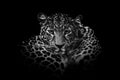 Close up black and white adult leopard portrait Royalty Free Stock Photo
