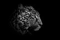 Close up black and white adult leopard portrait Royalty Free Stock Photo