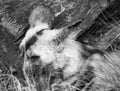 Black 7 White image of an african wild dog which is resting and partially hidden by grass