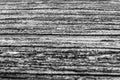 Close-up Black and White bark wood of tree background a Royalty Free Stock Photo