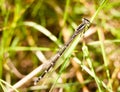 Close up of black and white and brown damselfly