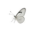 A close-up of a black and white butterfly perched on a white background, showcasing its unique coloration and pattern Royalty Free Stock Photo