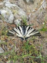 Close-up of black and white butterfly 4 Royalty Free Stock Photo