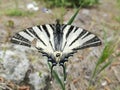 Close-up of black and white butterfly 2 Royalty Free Stock Photo