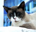 Close up of black and white cat with blue eyes blurred blue background Royalty Free Stock Photo