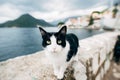 Close-up of a black and white cat on a high border against a blurred background of mountains, water and houses.